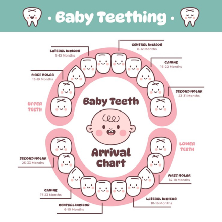 baby-teeth